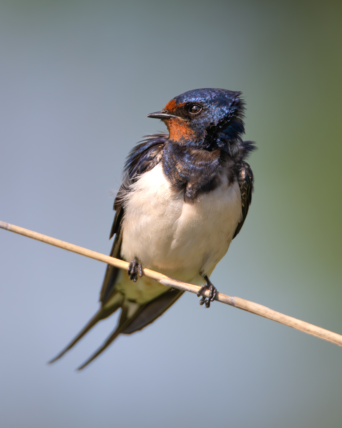 Barn Swallow