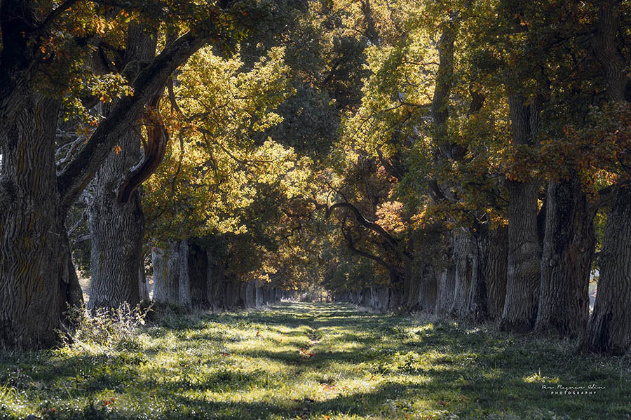 Galleribilden Autumn avenue