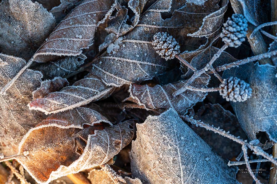 Galleribilden Frosty Leaves