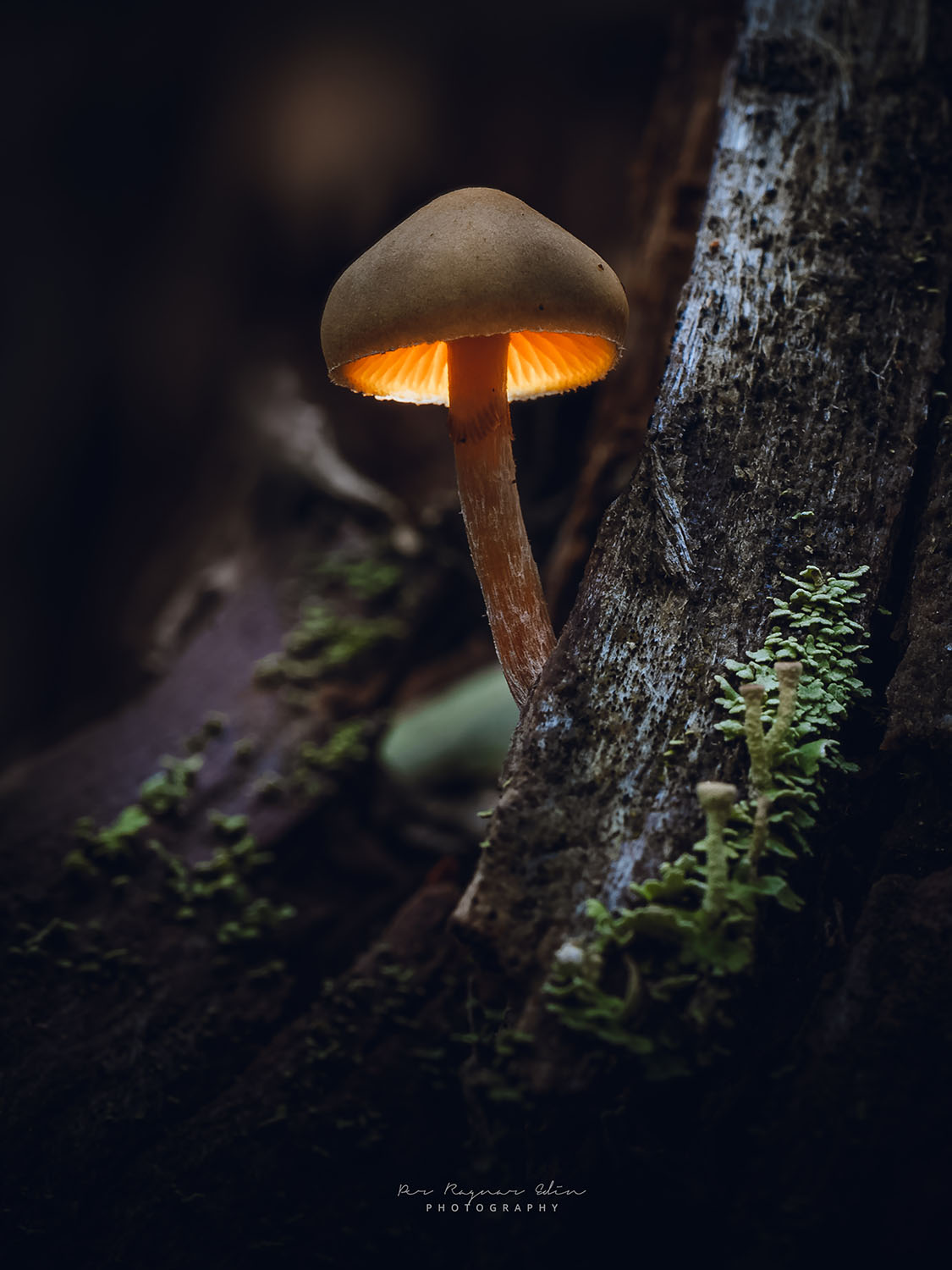 Glowing mushroom