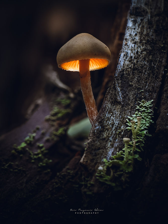 Galleribilden Glowing mushroom